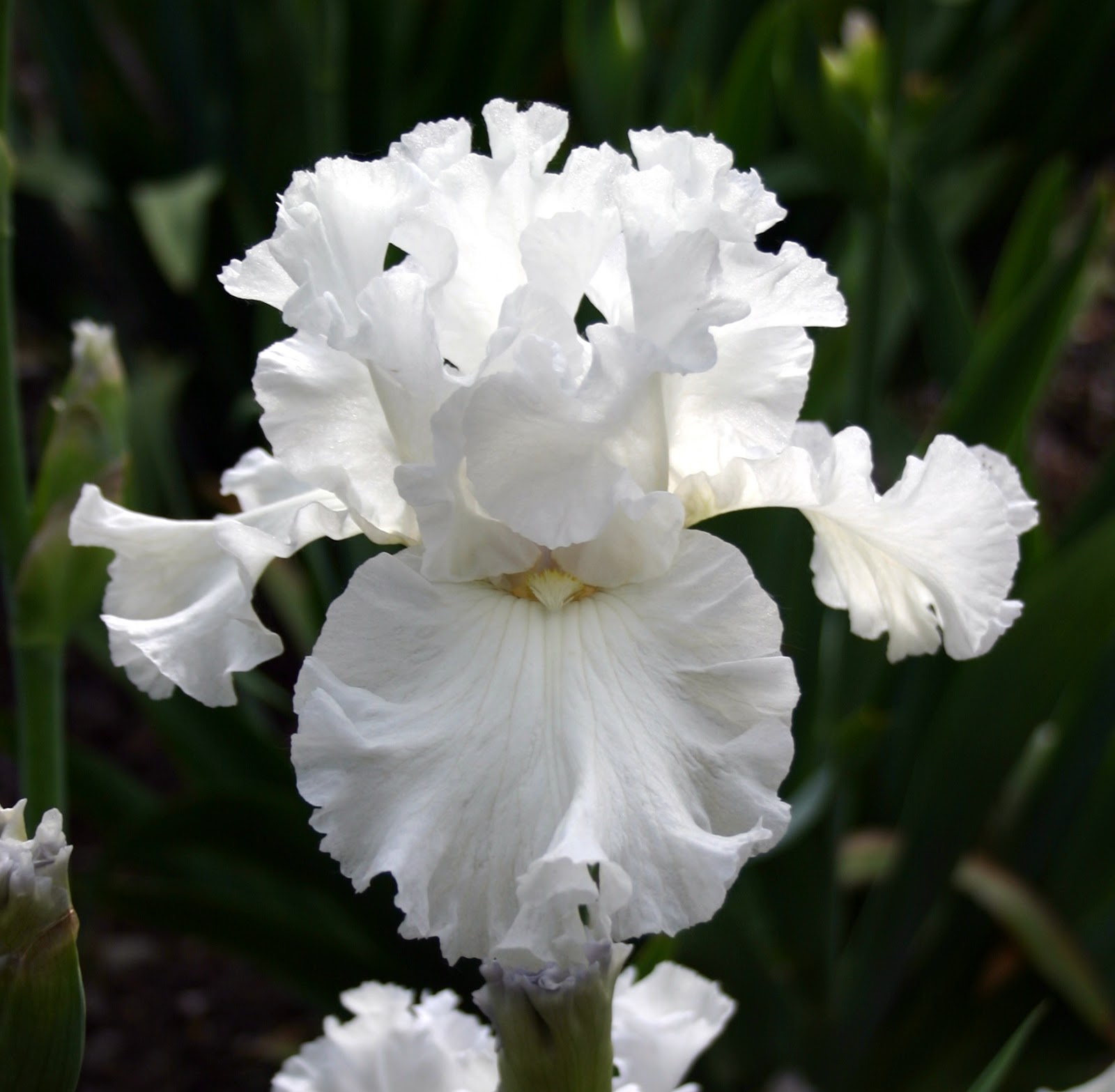 Iris pumila White